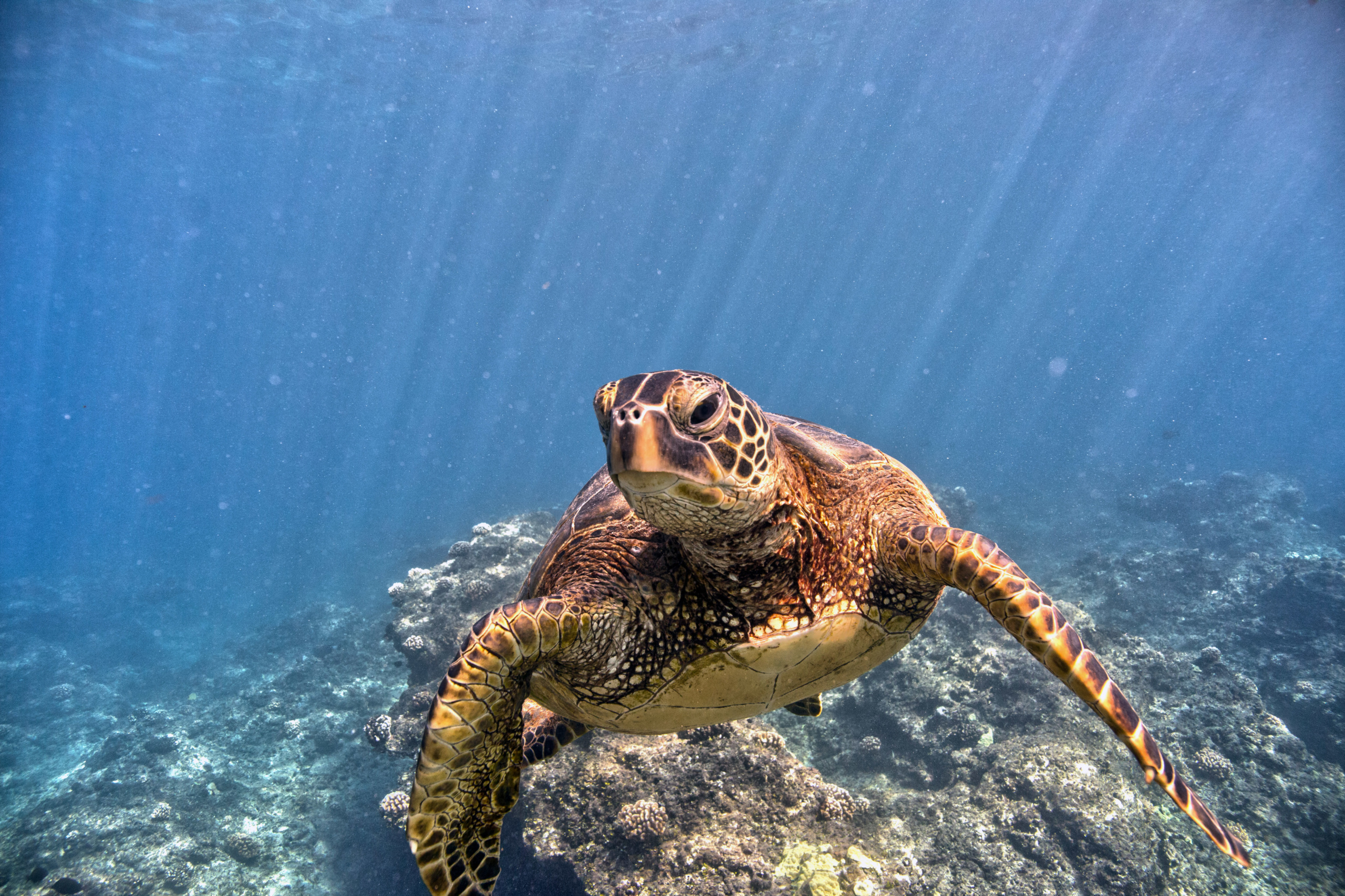 Take action to save marine wildlife like sea turtles
